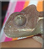 Timmy the Veiled chameleon