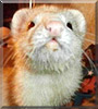 Laura the Ferret