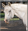 Freddy the American Paint Horse