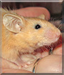 Butterscotch the Mouse