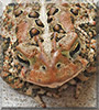 April the American Toad