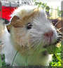 Piko the Guinea Pig