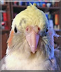 Luca the Lutino Pied Cockatiel