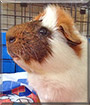Max the Guinea Pig