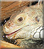 Lucifer the Iguana