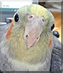 Baby Bird the Cockatiel
