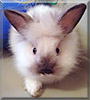 Gladimear the Lionhead Rabbit