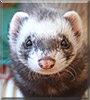 Bubba the Ferret