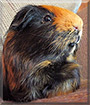 Nova the Guinea Pig