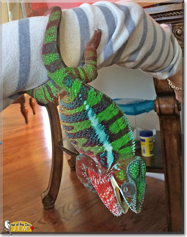 Jem, the Pet of the Day Jem, the Pet of the Day