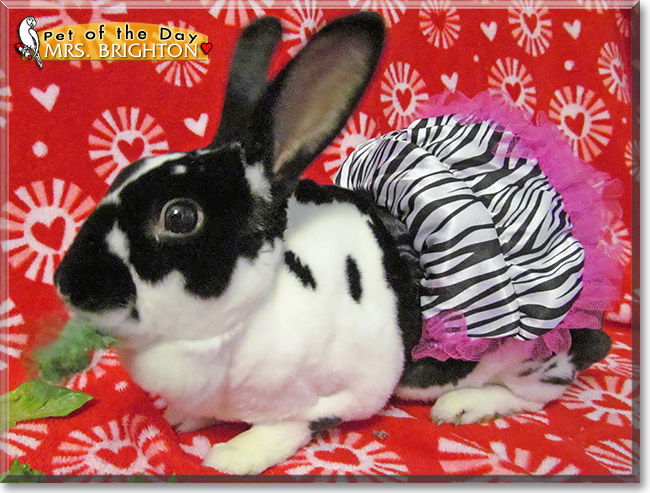 Mrs. Brighton, the Pet of the Day Mrs. Brighton, the Pet of the Day