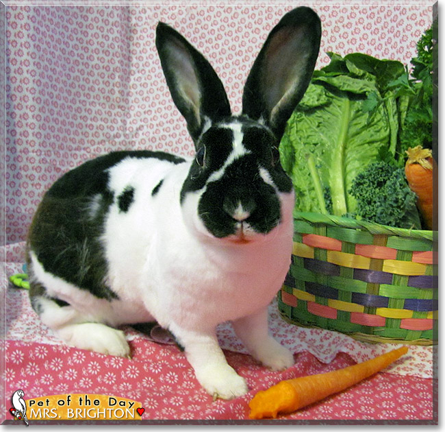 Mrs. Brighton, the Pet of the Day Mrs. Brighton, the Pet of the Day