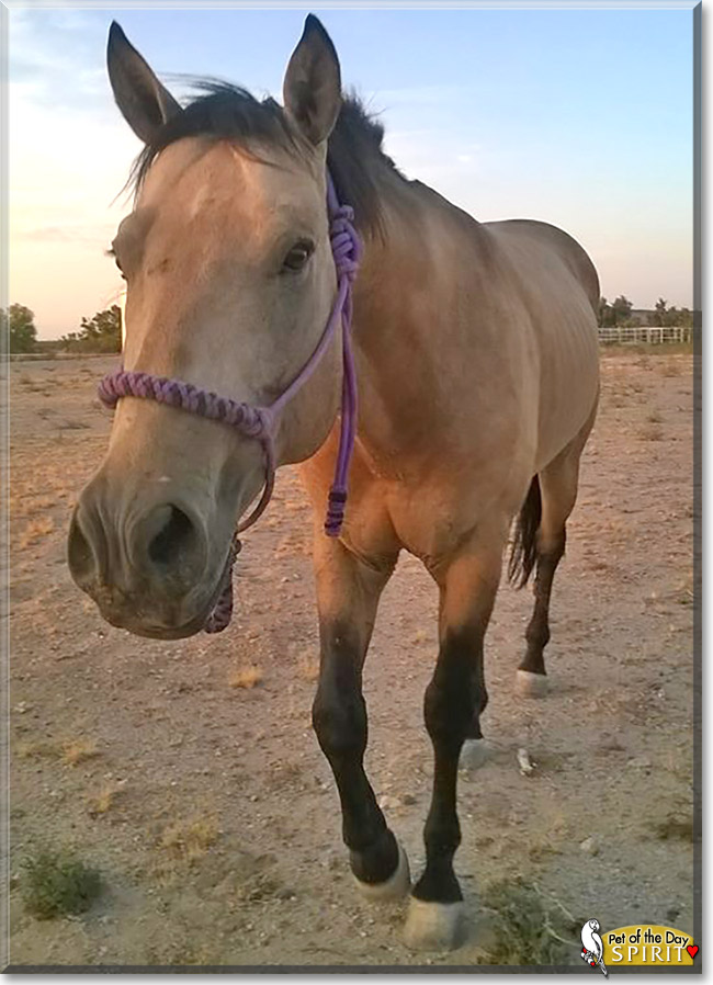 Spirit, the Pet of the Day Spirit, the Pet of the Day