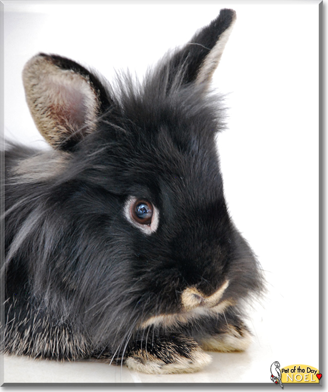Noel, the Pet of the Day Noel, the Pet of the Day