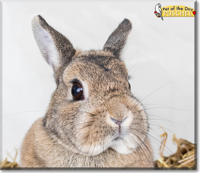 Puschel, the Pet of the Day Puschel, the Pet of the Day