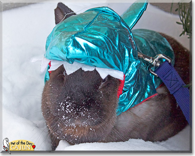 Cajun Thor, the Pet of the Day Cajun Thor, the Pet of the Day