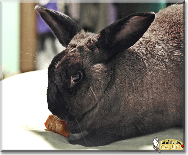 Cajun Thor, the Pet of the Day Cajun Thor, the Pet of the Day