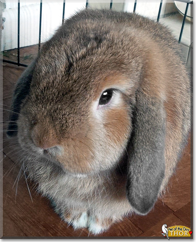 Thor, the Pet of the Day Thor, the Pet of the Day