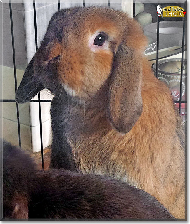 Thor, the Pet of the Day Thor, the Pet of the Day