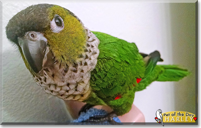 Harley, the Pet of the Day Harley, the Pet of the Day