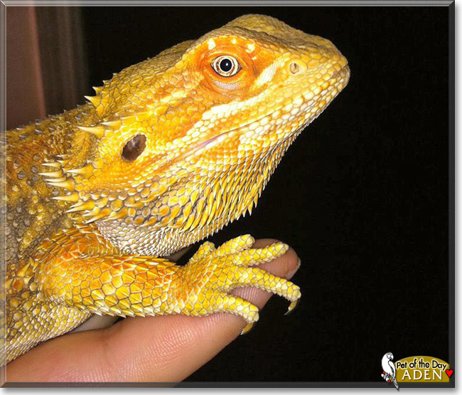 Aden, the Pet of the Day Aden, the Pet of the Day
