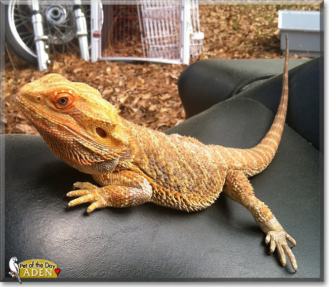 Aden, the Pet of the Day Aden, the Pet of the Day