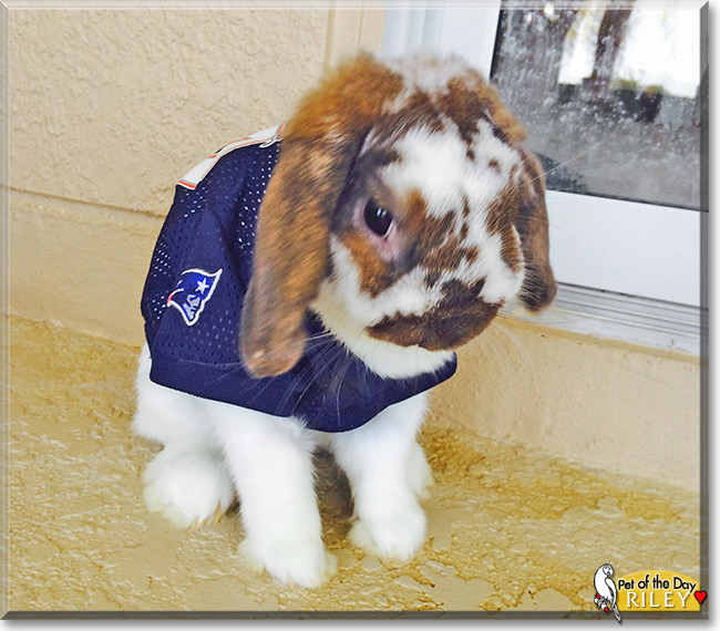 Riley, the Pet of the Day Riley, the Pet of the Day