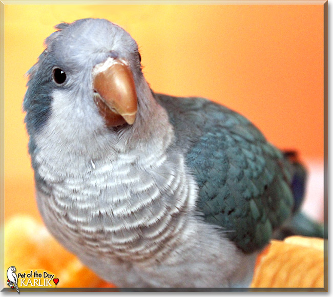 Karlik / Charlie, the Pet of the Day Karlik / Charlie, the Pet of the Day