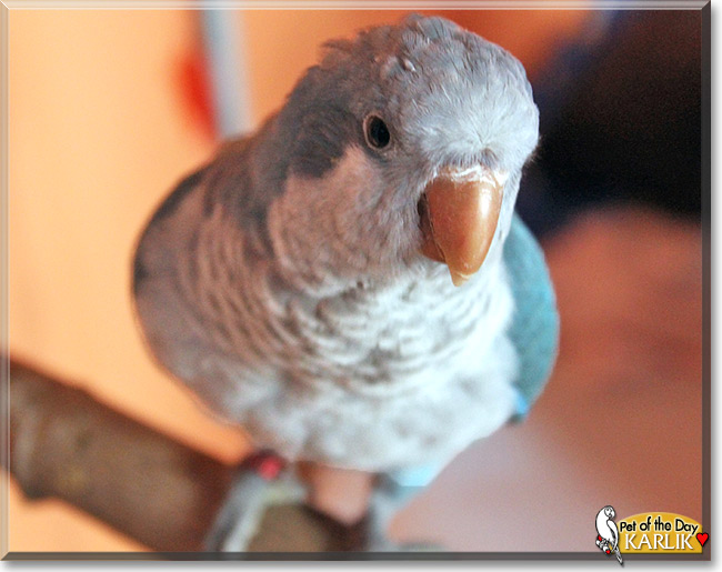 Karlik / Charlie, the Pet of the Day Karlik / Charlie, the Pet of the Day
