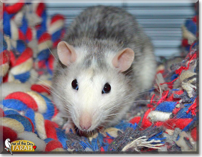 Farah, the Pet of the Day Farah, the Pet of the Day