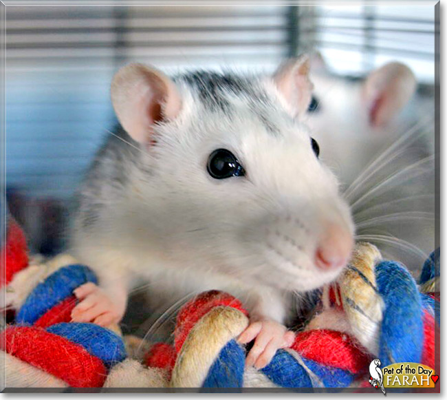 Farah, the Pet of the Day Farah, the Pet of the Day