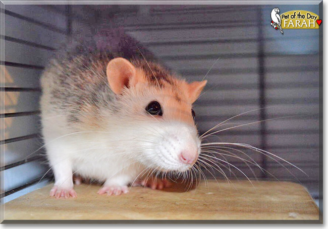 Farah, the Pet of the Day Farah, the Pet of the Day