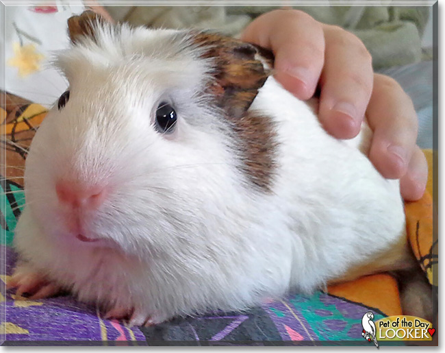 Looker, the Pet of the Day