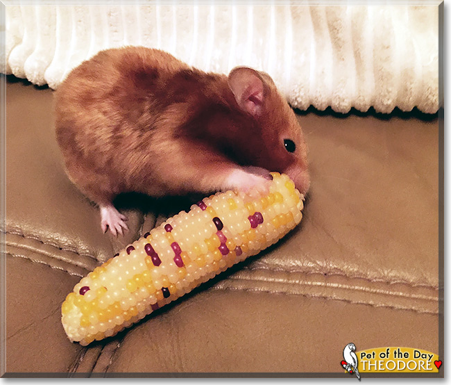 Theodore, the Pet of the Day Theodore, the Pet of the Day