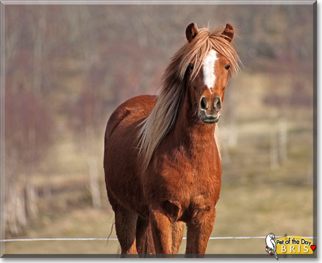 Bris, the Pet of the Day Bris, the Pet of the Day