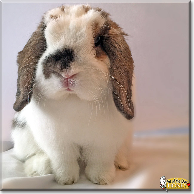 Honey Bunny, the Pet of the Day Honey Bunny, the Pet of the Day