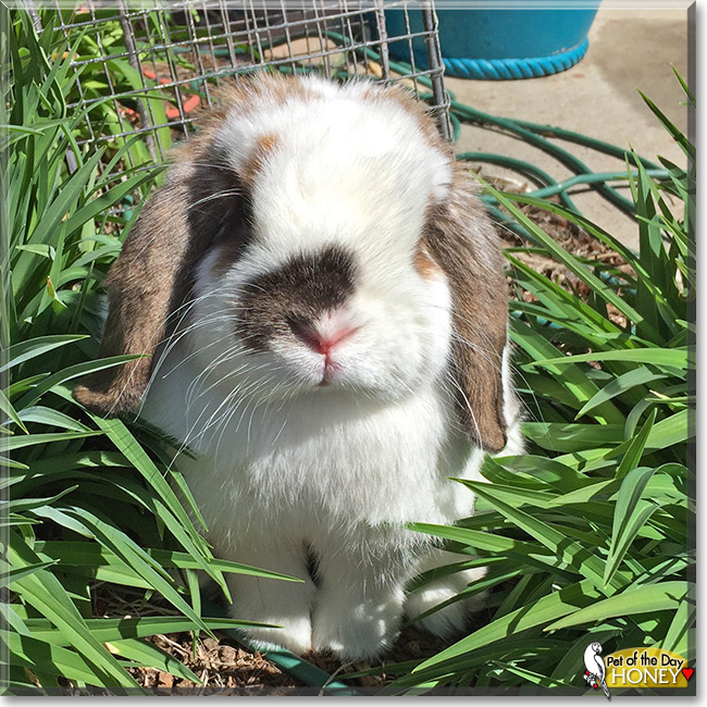 Honey Bunny, the Pet of the Day Honey Bunny, the Pet of the Day