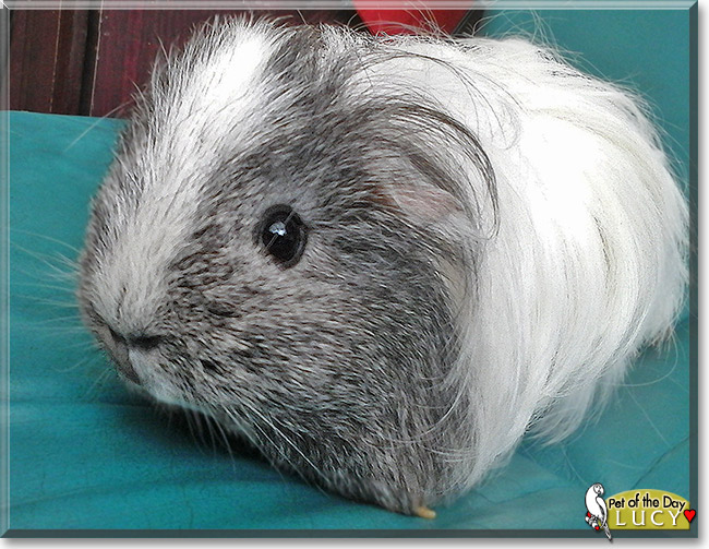 Sheltie guinea cheap pig