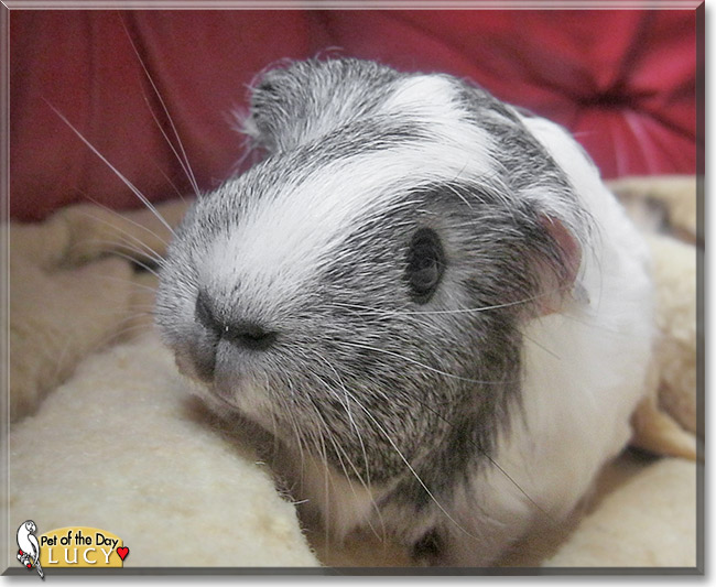 Lucy, the Pet of the Day Lucy, the Pet of the Day
