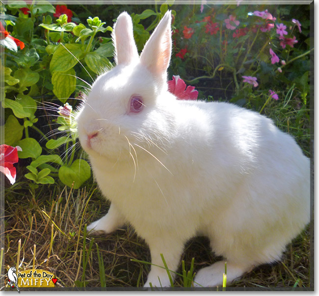 Miffy, the Pet of the Day Miffy, the Pet of the Day