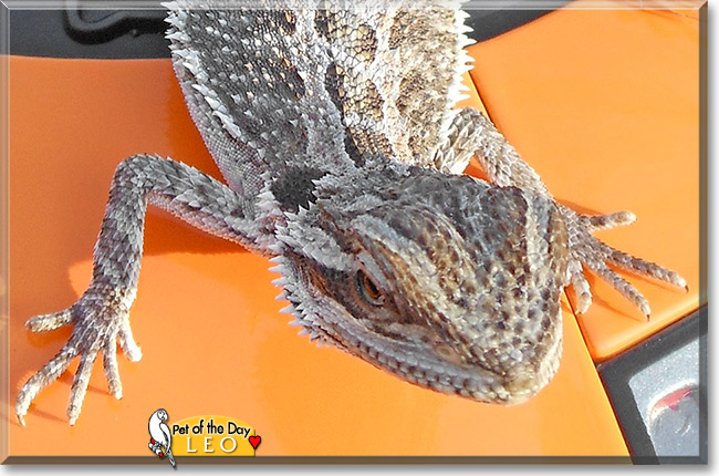 Leo the II, the Pet of the Day Leo the II, the Pet of the Day
