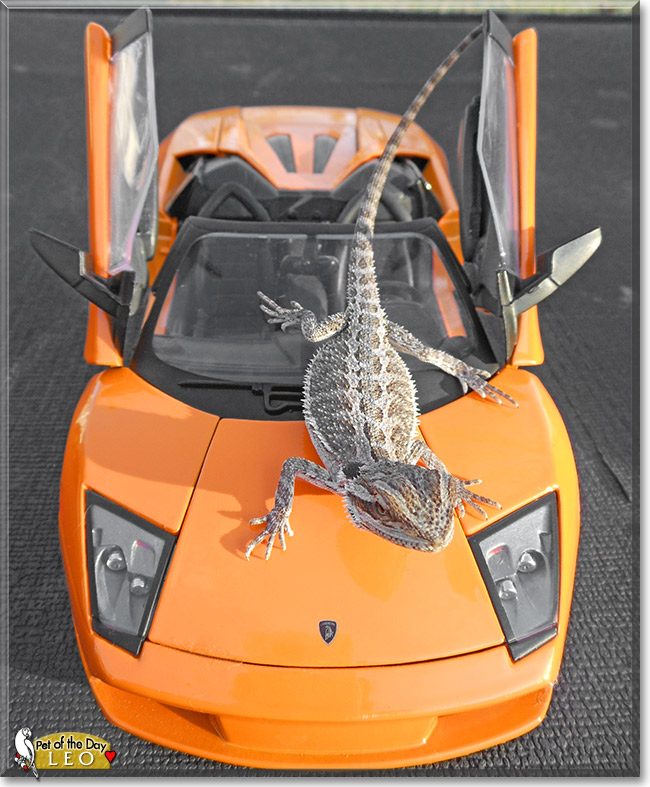 Leo the II, the Pet of the Day Leo the II, the Pet of the Day