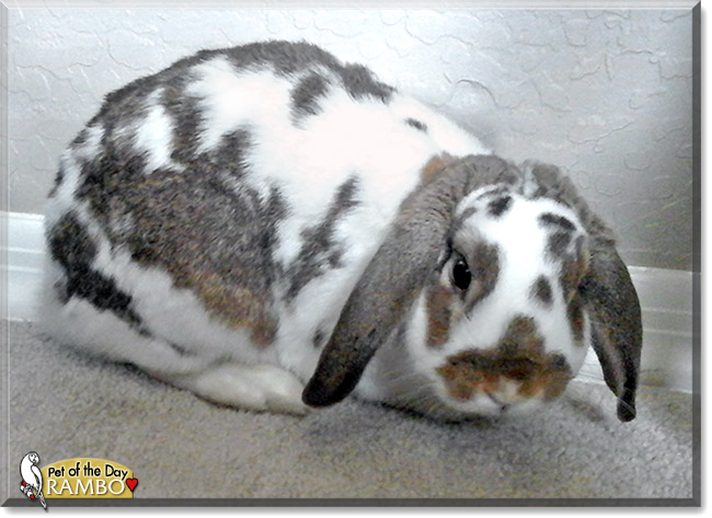Rambo, the Pet of the Day Rambo, the Pet of the Day