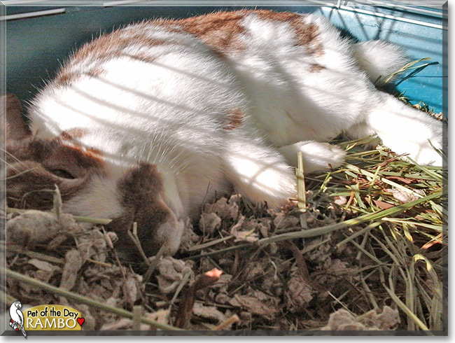 Rambo, the Cat of the Day Rambo, the Cat of the Day