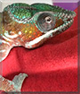 Jem the Chameleon