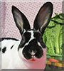 Mrs. Brighton the Rex Rabbit