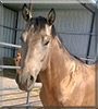 Spirit the Quarter Horse