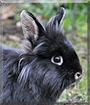 Noel the Lionhead Rabbit