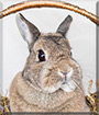 Puschel the Dwarf Rabbit