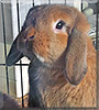 Thor the Mini Lop Rabbit